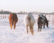 snowhorses.jpg