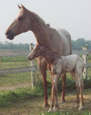 gloryandcolt051505.jpg