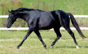 katahdin2002trothunter.jpg